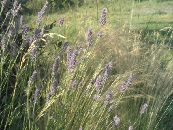 grasses and lavender